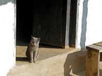 Kat in deuropening