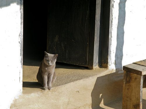  Graue Katze in der Tür