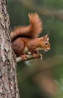 Squirrel 