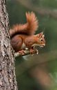 Eichhörnchen von Menno Schaefer Miniaturansicht