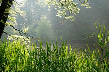 Morning light filtering through the reeds