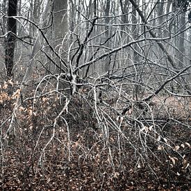 Tod im Wald von Rudolf Pelzl