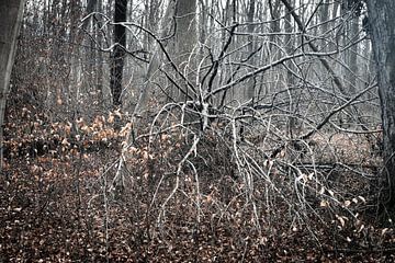 Dood in het bos van Rudolf Pelzl