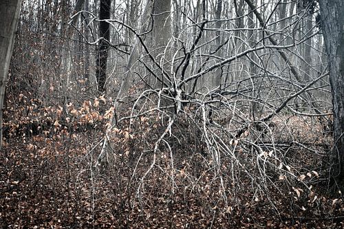 La mort dans la forêt