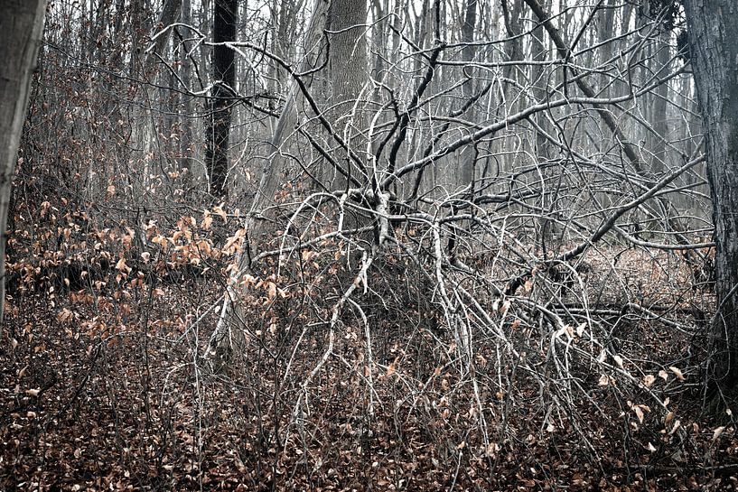 Tod im Wald von Rudolf Pelzl