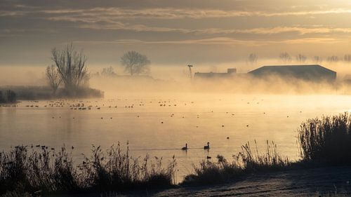 Brouillard matinal en hiver