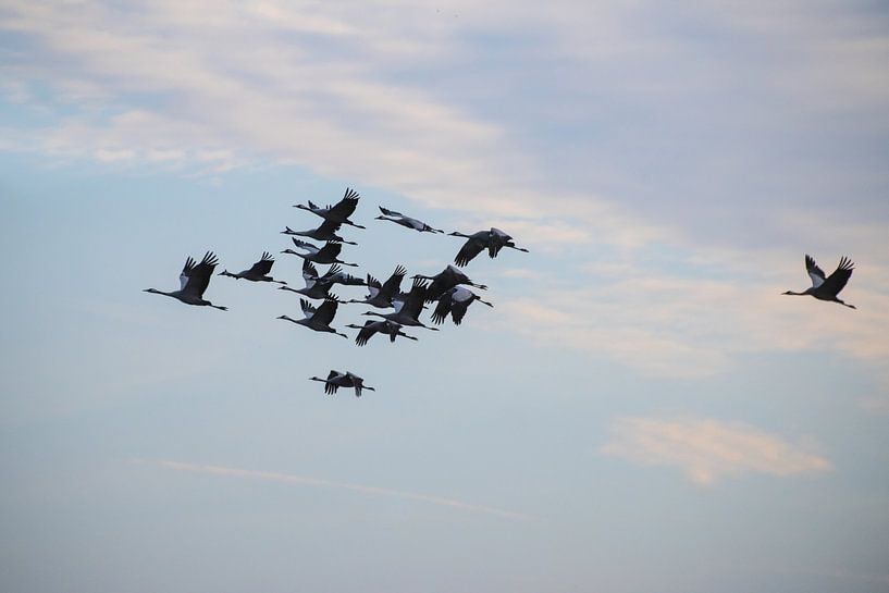 Grus Grus Grus de trein van kranen naar het zuiden van Tanja Riedel