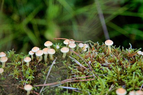 Kleine paddenstoelen op mossige stam