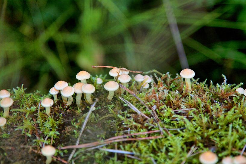 Kleine paddenstoelen op mossige stam van David Klumperman