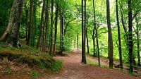 Waldpanorama von Ostsee Bilder Miniaturansicht
