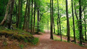 Waldpanorama von Ostsee Bilder