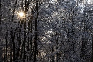 zonlicht door de bomen in wintertijd van Eric van Nieuwland