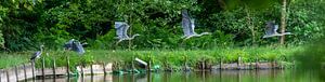 Reiger in vlucht van Jean's Photography