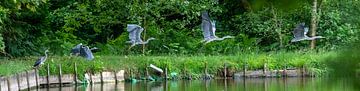 Reiger in vlucht van Jean's Photography