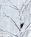 Männlicher Schwarzspecht (Dryocopus martius) bei der Nahrungssuche in einem schönen schneebedeckten  von AGAMI Photo Agency Miniaturansicht