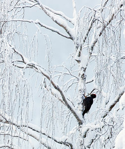 Männlicher Schwarzspecht (Dryocopus martius) bei der Nahrungssuche in einem schönen schneebedeckten 