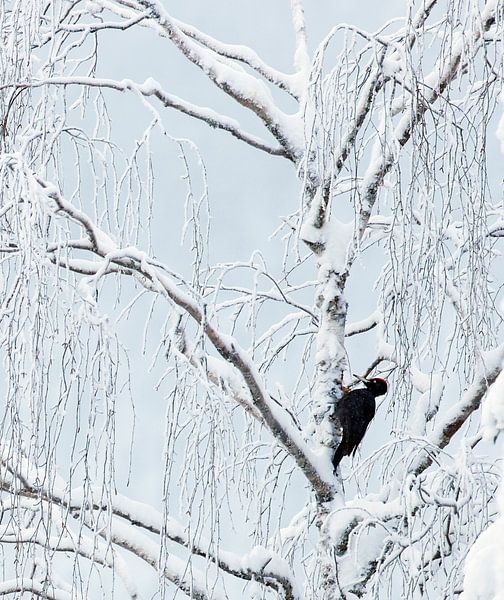 Mannetje Zwarte Specht (Dryocopus martius) foeragerend in een schitterend met sneeuw bedekt bos van AGAMI Photo Agency