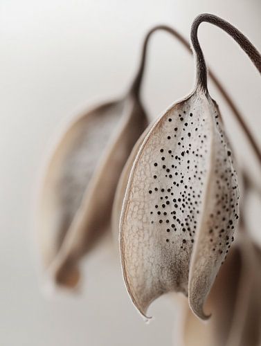 Détail de la fleur sèche No 7