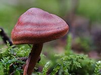 Dunkelroter Pilz Makroaufnahme