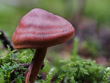 Donkerrode paddenstoel macro foto van Christian Mueller