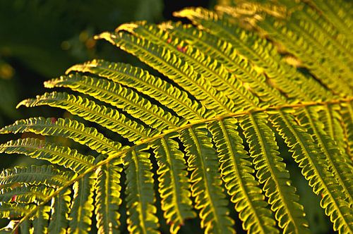 Goudvaren in de botanische tuin