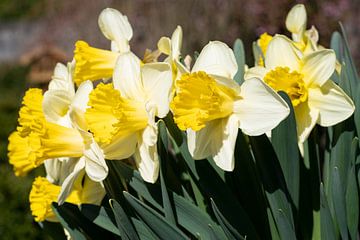 Daffodils (Narcissus) by Alexander Ludwig