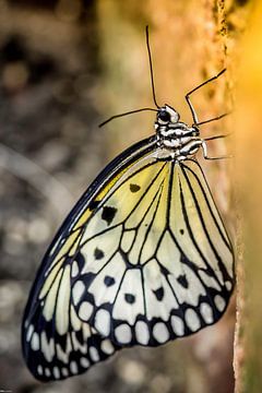 Papillon sur Peter Smeekens