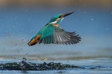 Eisvogel - Außerhalb des Wassers ohne Fisch von Eisvogel.land - Corné van Oosterhout