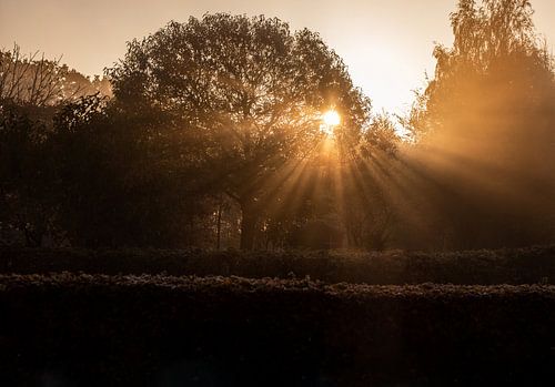 lever de soleil entre les arbres par un matin brumeux