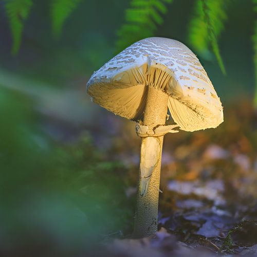 sanft von der Abendsonne angestrahlter Pilz