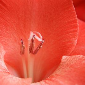 Rode Gladiool van Anneke Verweij