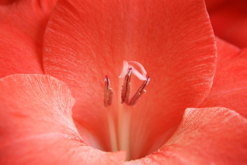 Rote Gladiole von Anneke Verweij