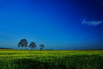 Koolzaad en bomen. von Henk Marks