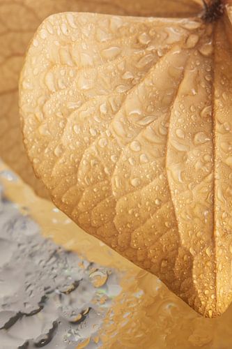 Drops on a hydrangea leaf by Marjolijn van den Berg