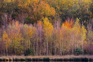 Autumn by Richard Gilissen