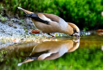 Apple finch with reflection
