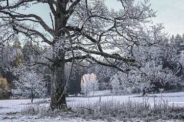 Winter in Irndorfer Hardt - Natuurpark Obere Donau van BlattArt - Christine Horn