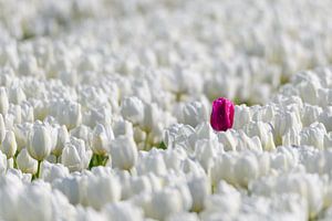 Une tulipe colorée se détachant de la foule des tulipes blanches sur Sjoerd van der Wal Photographie