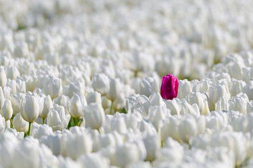 Een gekleurde tulp in een veld van witte tulpen in bloei