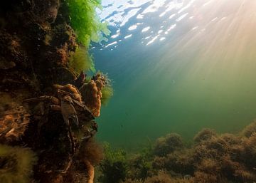 Crab on guard by Lennart Verheuvel