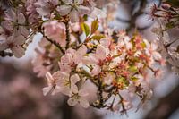 Roze bloesem