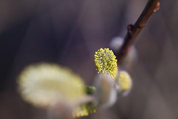 Kätzchen im frühen Frühling