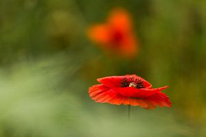 klaproos, poppy, Terheijden, Noord-Brabant, Holland, Nederland, afbeelding klaproos sur Ad Huijben