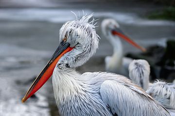 Twee pelikanen in de winter van Chihong