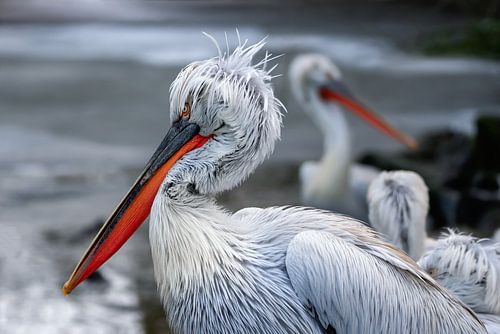Two pelicans in winter