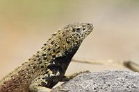 Lavahagedis (Microlophus delanonis)