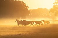 Galopperende paarden in ochtendmist