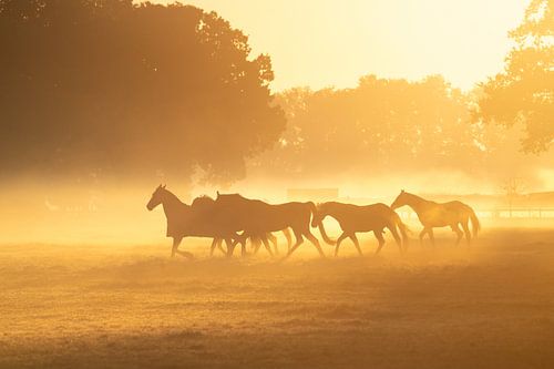 Chevaux au galop dans la brume du matin
