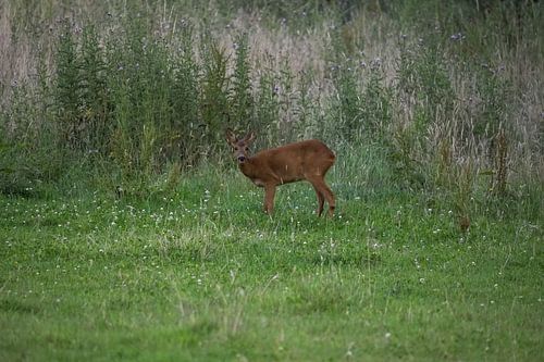 Deer