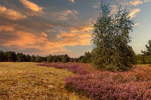 die Felder der Maschendünen bei Sonnenuntergang